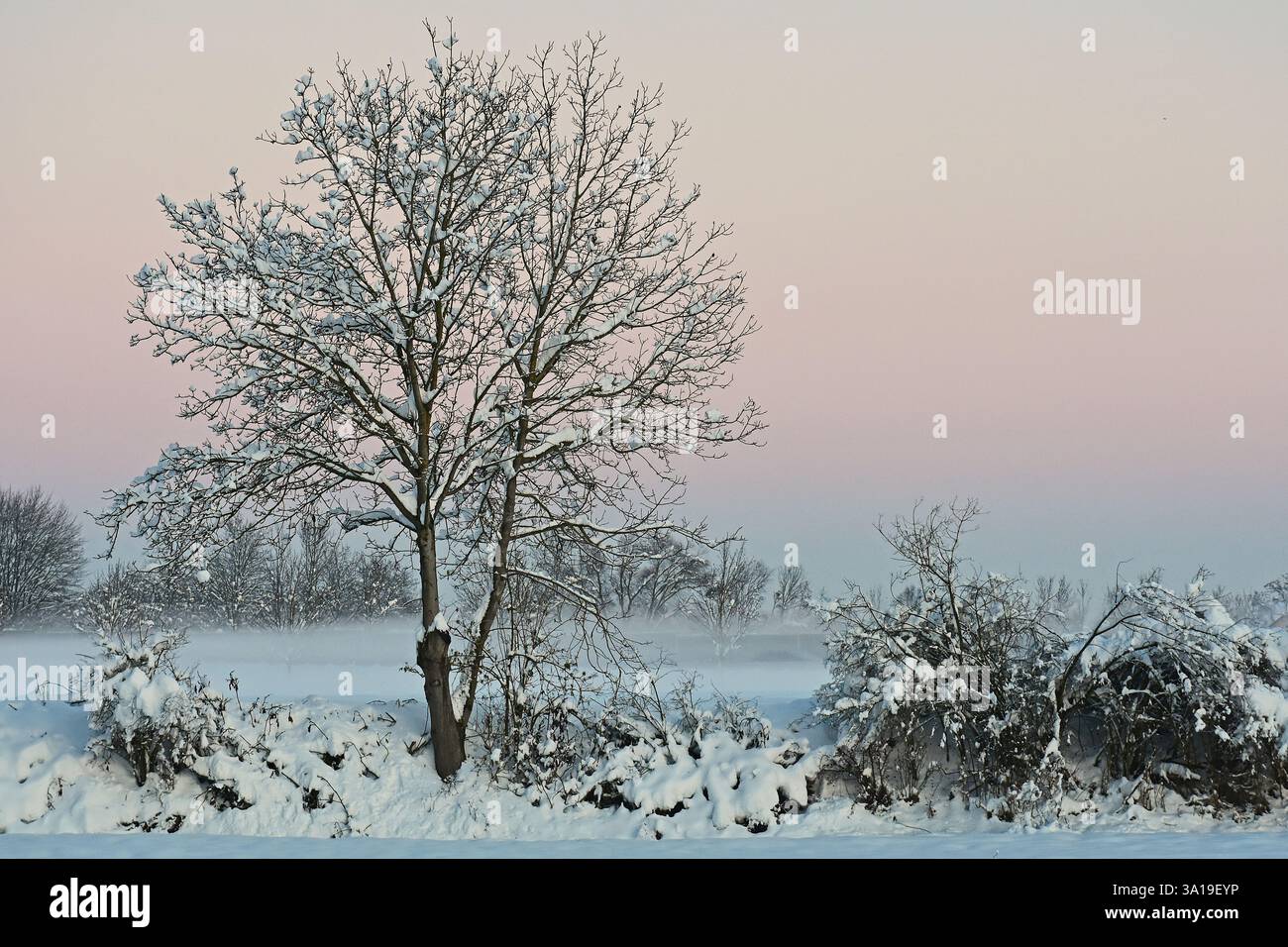 Albero coperto di neve nella nebbia del terreno contro un cielo rosa al crepuscolo Foto Stock