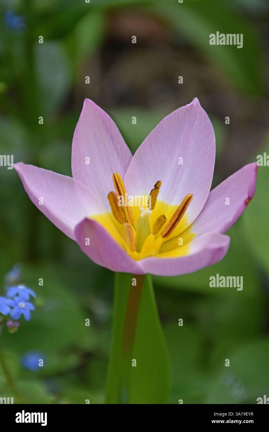 Tulipani selvatici, Tulipa humilis, in piena fioritura Foto Stock