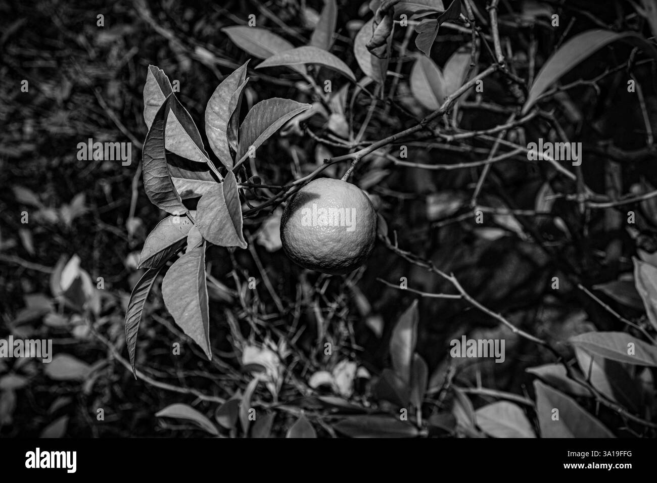 Arance sull'albero in un giardino botanico Foto Stock