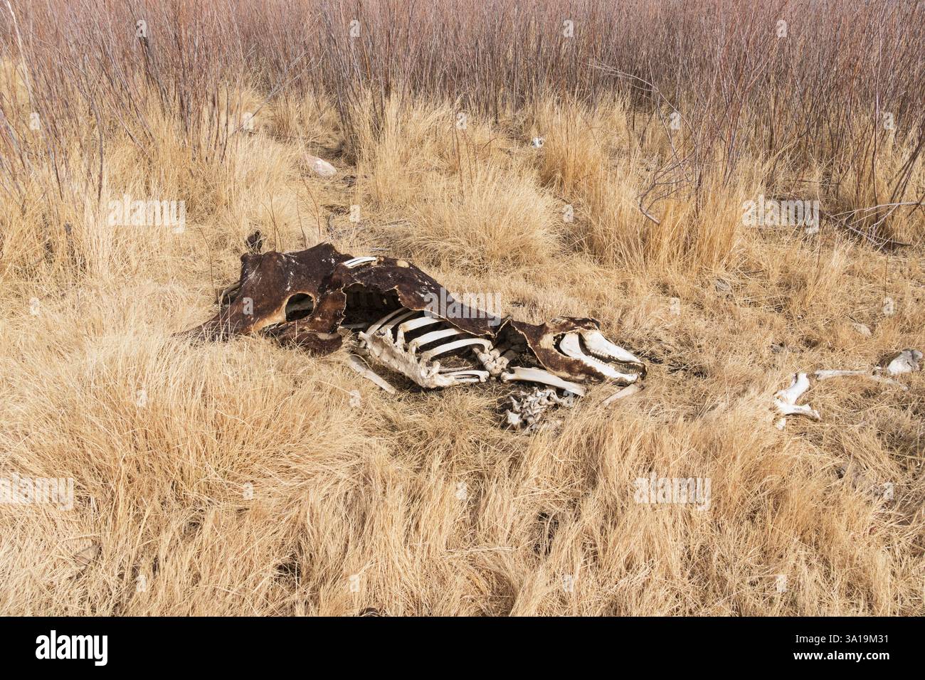 scheletro di vecchia vacca morta e pelle in erba secca Foto Stock