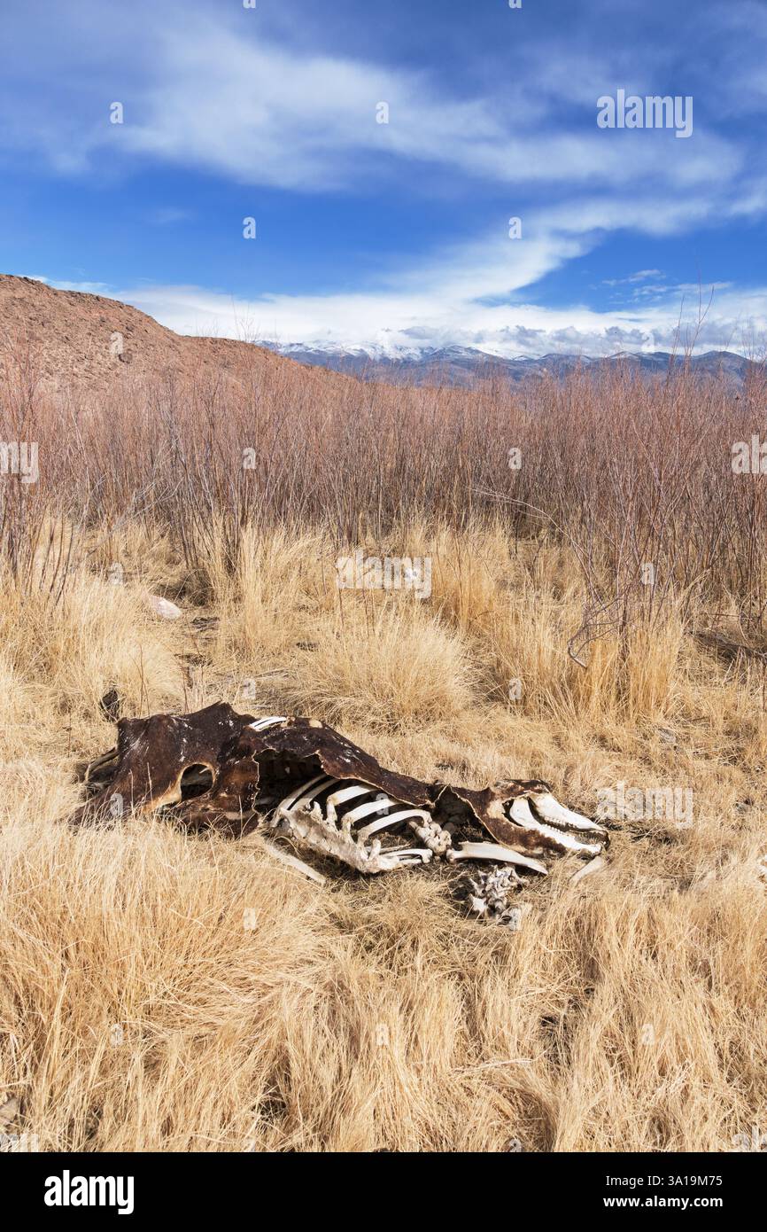 Vecchia carcassa di mucche morte nella pianura del fiume Owens Foto Stock
