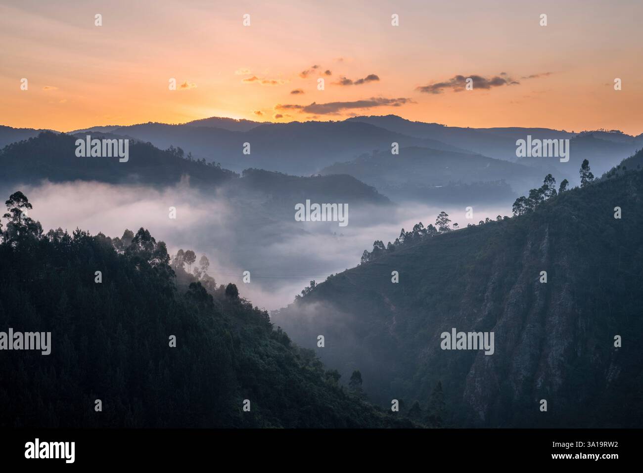 Immagine panoramica del Parco Nazionale di Bwindi con umore al mattino presto, Uganda Foto Stock
