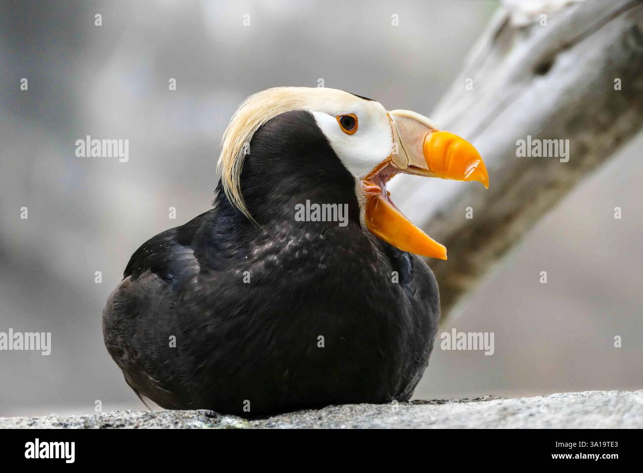 Primo piano e ritratto di un cucciolo corneo Foto Stock
