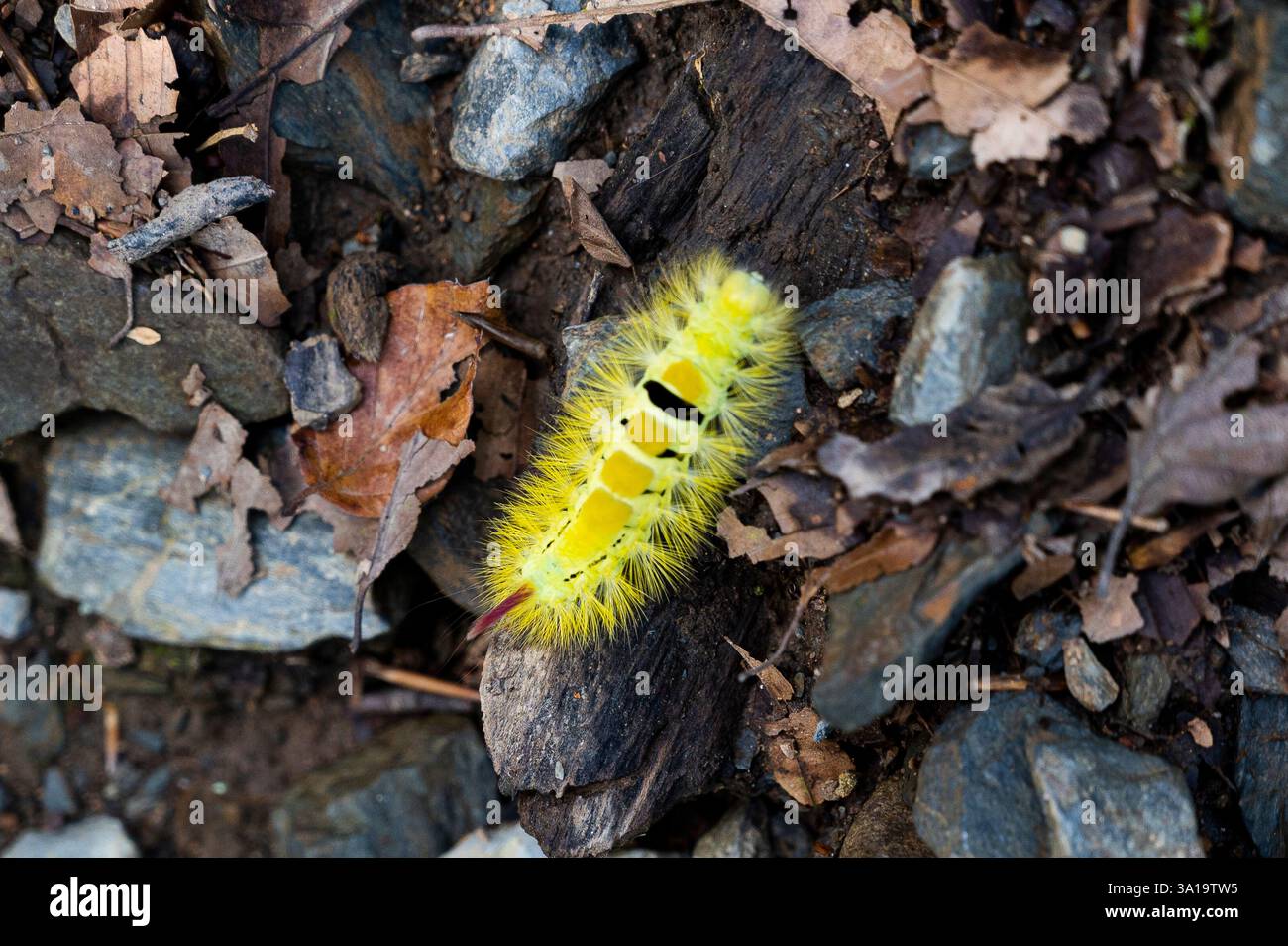 Piede in faggio caterpillar, un bellissimo bruco giallo Foto Stock