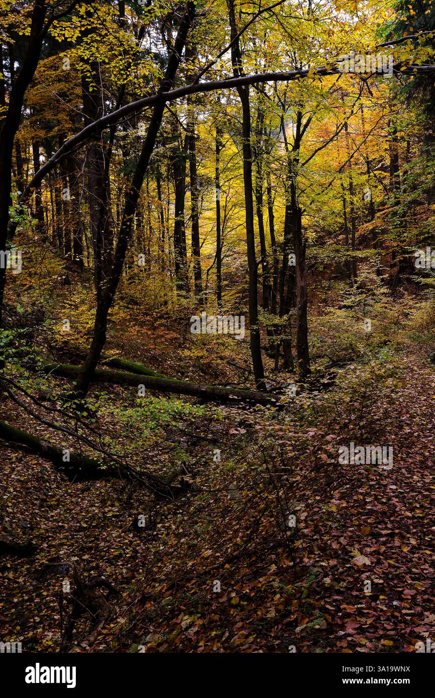 Paesaggio romantico: Foresta autunnale tra Winterstein e Großer Inselsberg nella foresta della Turingia Foto Stock Paesaggio romantico: Foresta autunnale tra Winterstein e Großer Inselsberg nella foresta della Turingia Foto Stock