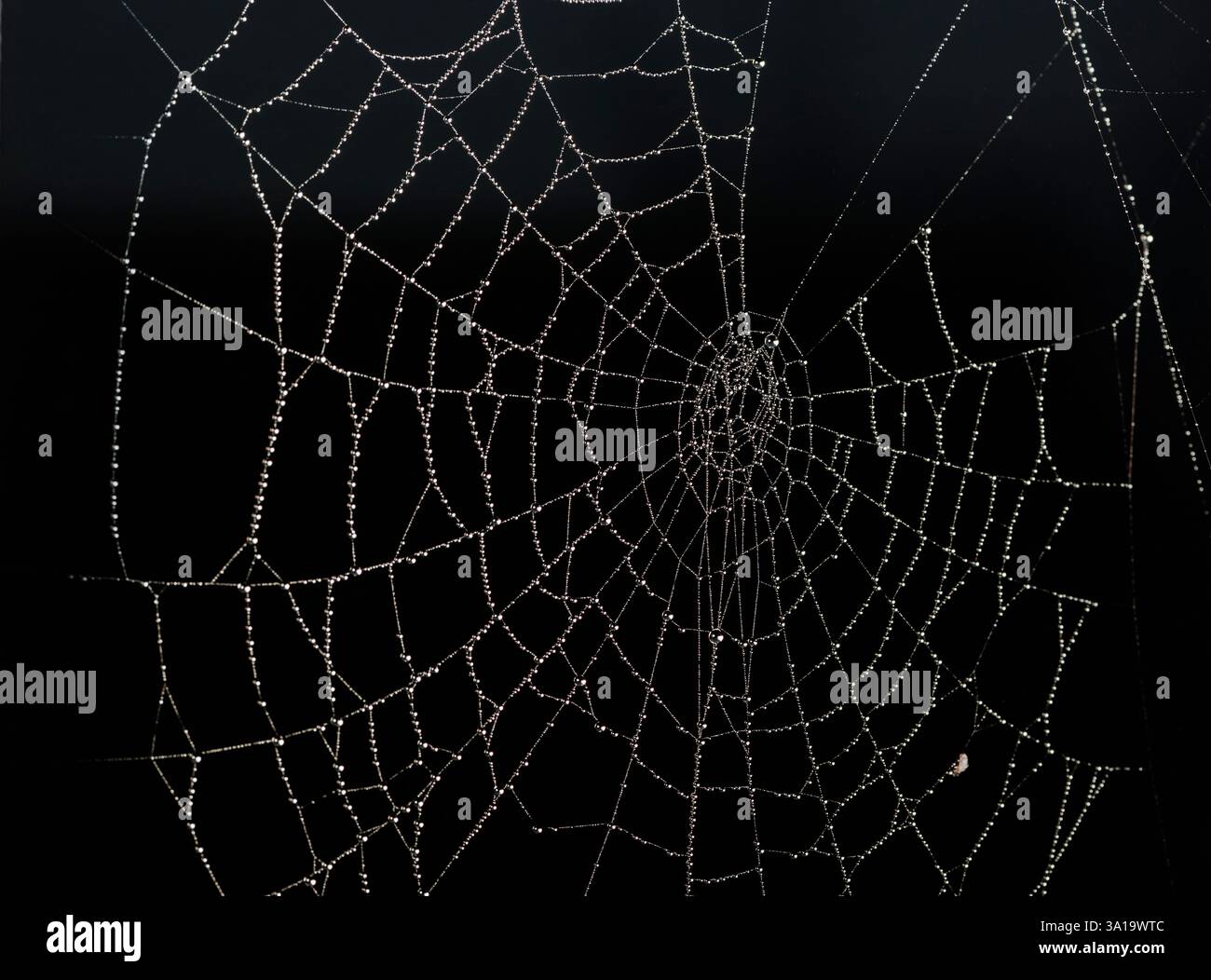 Vista ravvicinata della ragnatela con piccole perle d'acqua su sfondo nero. Foto Stock