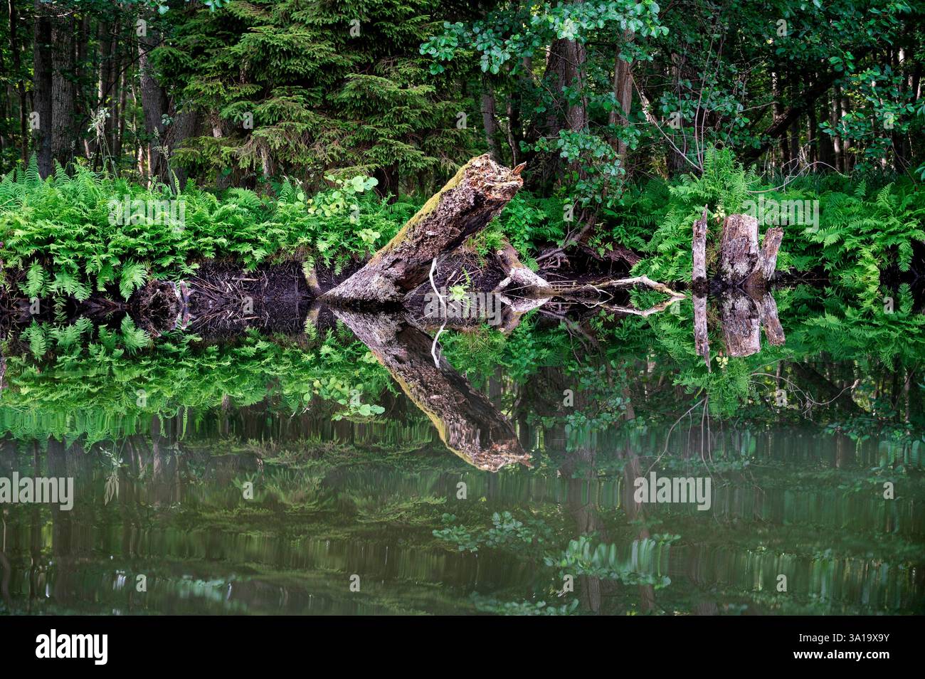 Vegetazione ripariale a specchio Foto Stock