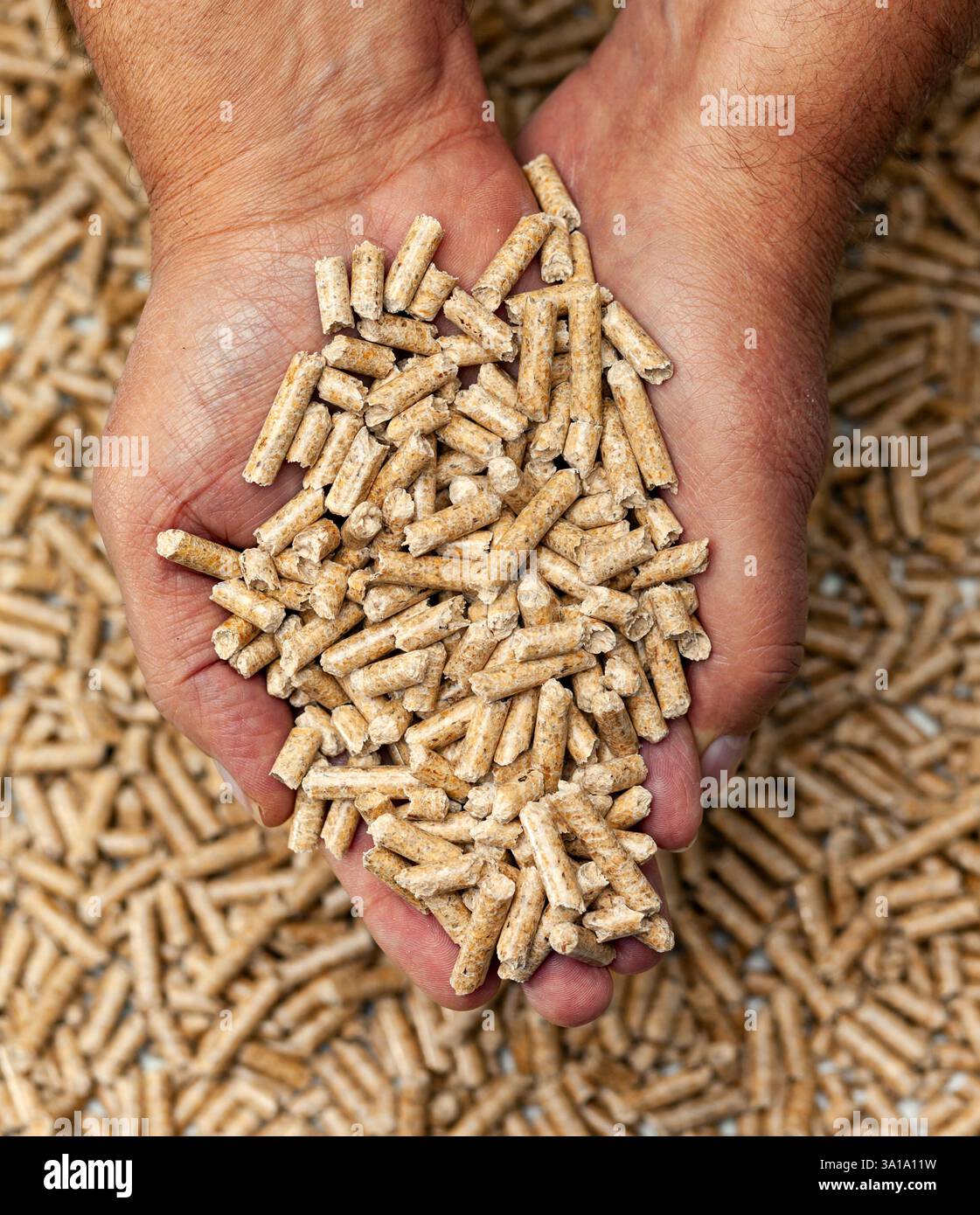 Biocarburanti alternativi da segatura pellet di legno in mani. Foto Stock