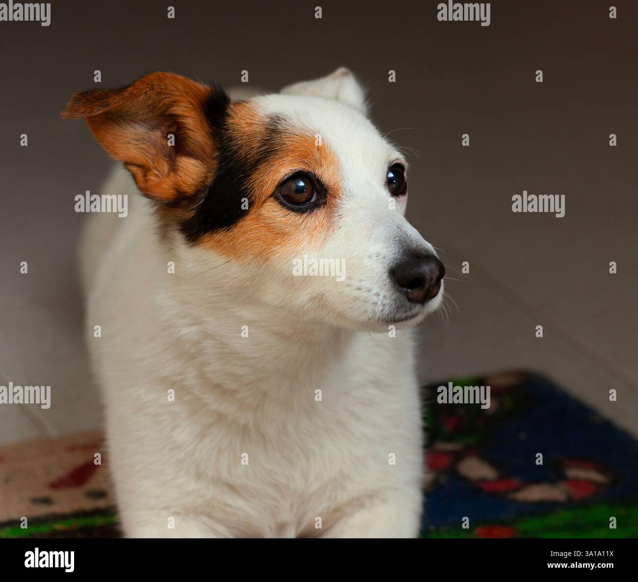 Jack Russell Terrier cucciolo posa su un tappetino colorato. Foto Stock