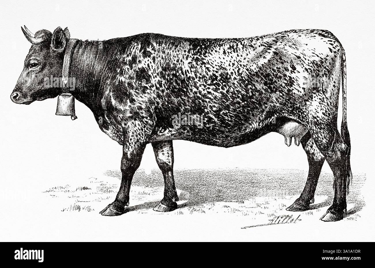 Mucca Bordeaux. Le vacche Bordeaux sono il risultato dell'incrocio tra varietà di manzo bretone e olandese. Vecchia illustrazione incisa del XIX secolo da la Nature 1907 Foto Stock