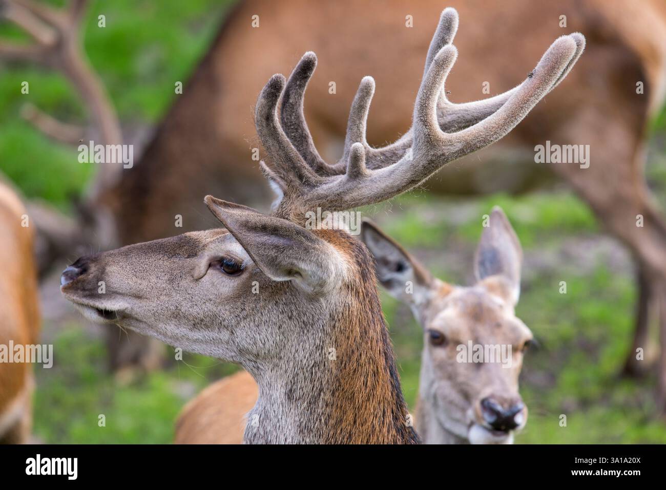 Un'immagine serena di cervo rosso (Cervus elaphus) durante l'estate. I palchi, ricoperti di velluto sensibile, sono in fase di crescita. Foto Stock