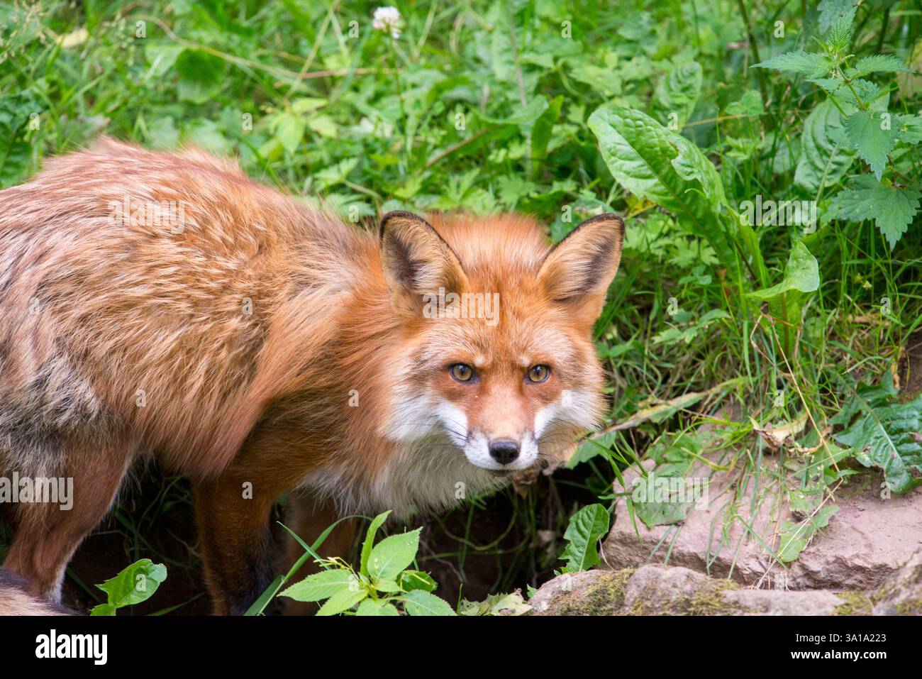 Red Fox seduto tranquillamente di fronte al suo Burrow Foto Stock
