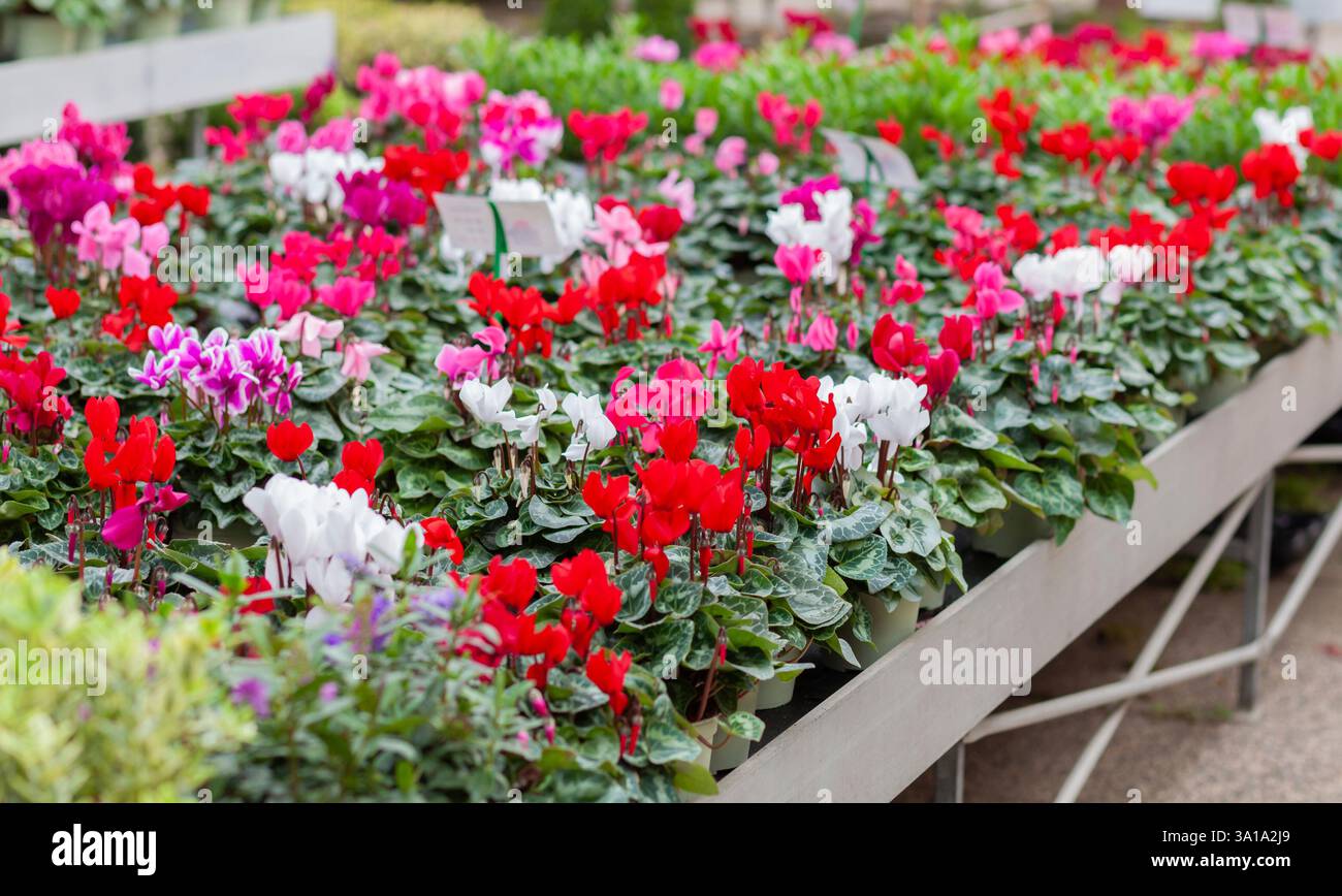 Ciclamino bianco rosso e lilla. I colorati fiori ciclamini che crescono dai tuberi e sono apprezzati per i petali sanguinosi e le foglie. Foto Stock