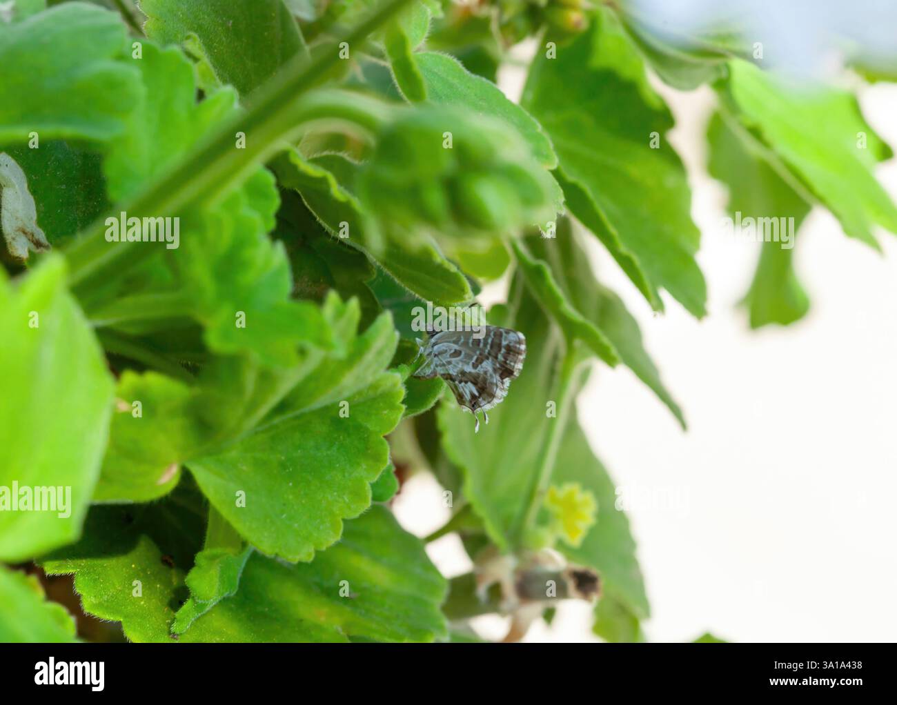Il Cacyreus marshalli, noto anche come geranio lycaenide, è una piccola farfalla che depone uova su gerani che poi diventano larve. Foto Stock