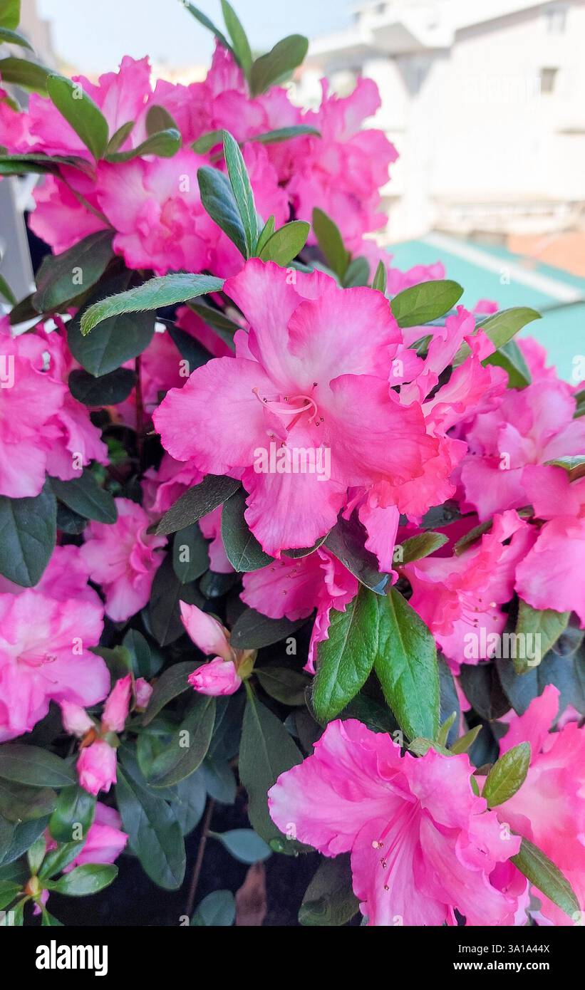 In una giornata di sole, l'azalea rosa sboccia in piena fioritura Foto Stock