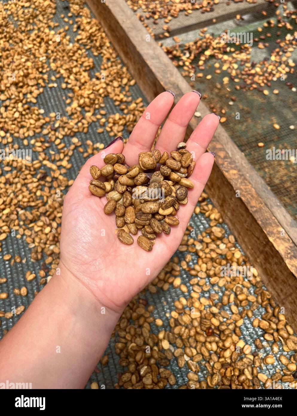 Agricoltore che controlla naturale o essiccato durante il processo di lavorazione del caffè Foto Stock