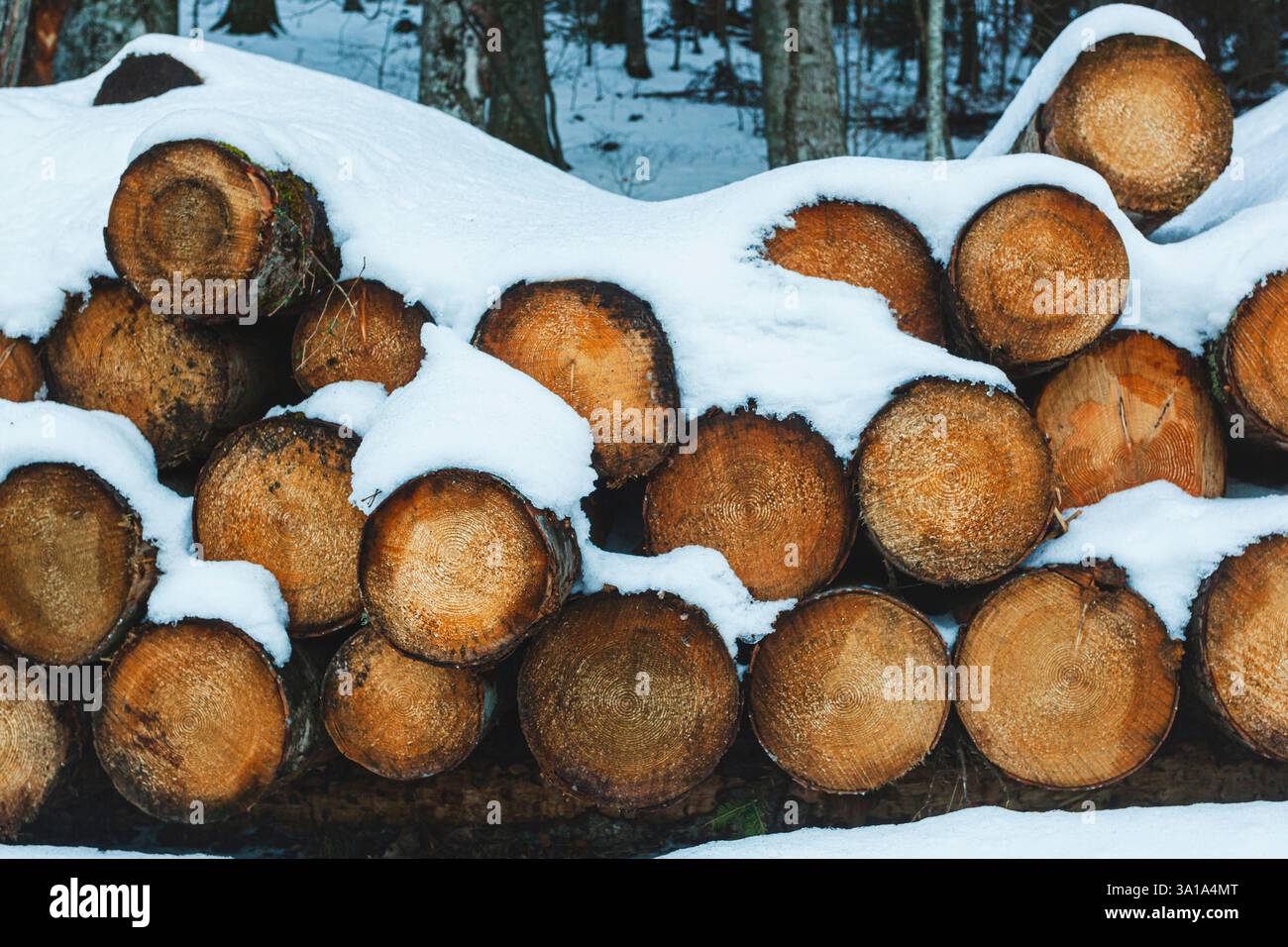 Tronchi di legno tagliati e impilati sulle montagne sotto la neve. Foto Stock