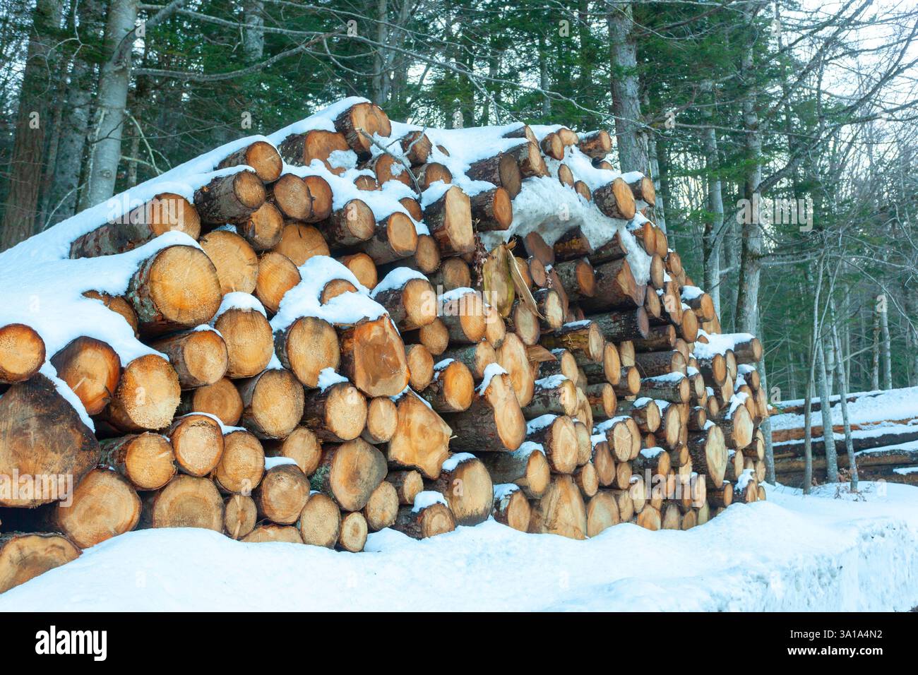 Tronchi di legno tagliati e impilati sulle montagne sotto la neve. Foto Stock