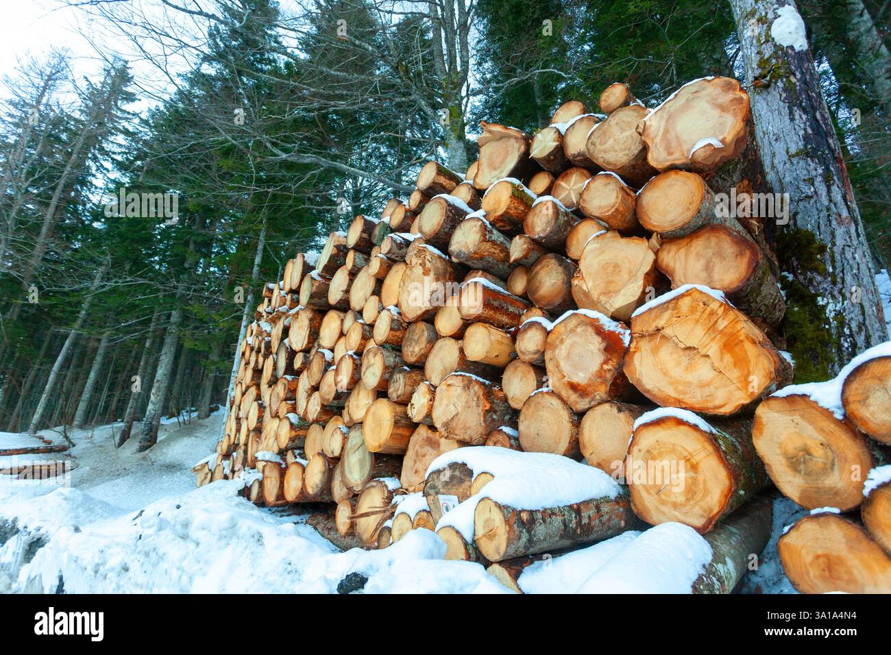 Tronchi di legno tagliati e impilati sulle montagne sotto la neve. Foto Stock