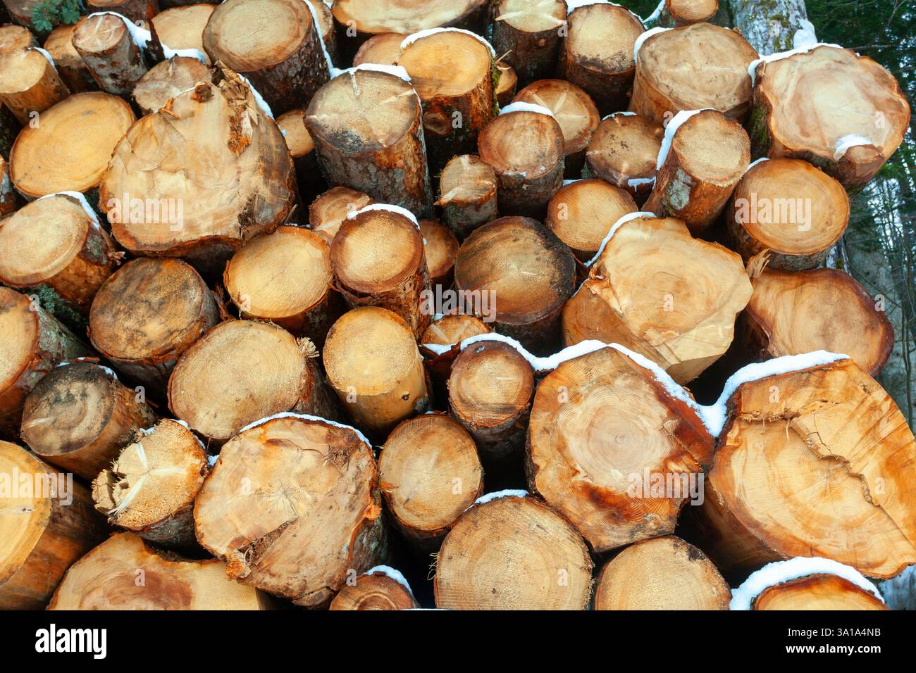 Tronchi di legno tagliati e impilati sulle montagne sotto la neve. Foto Stock