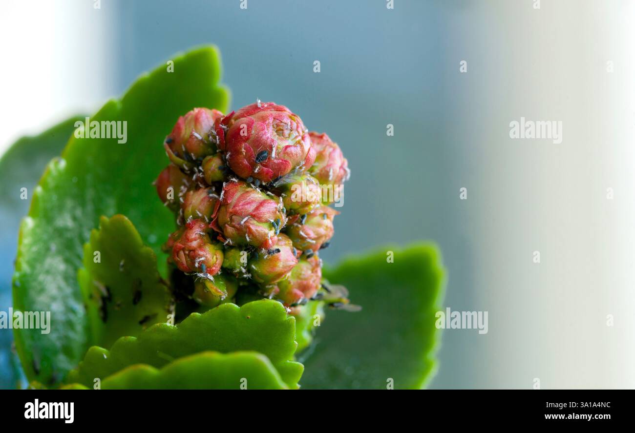 Pesti differenti sui germogli di una pianta succulente. Foto Stock