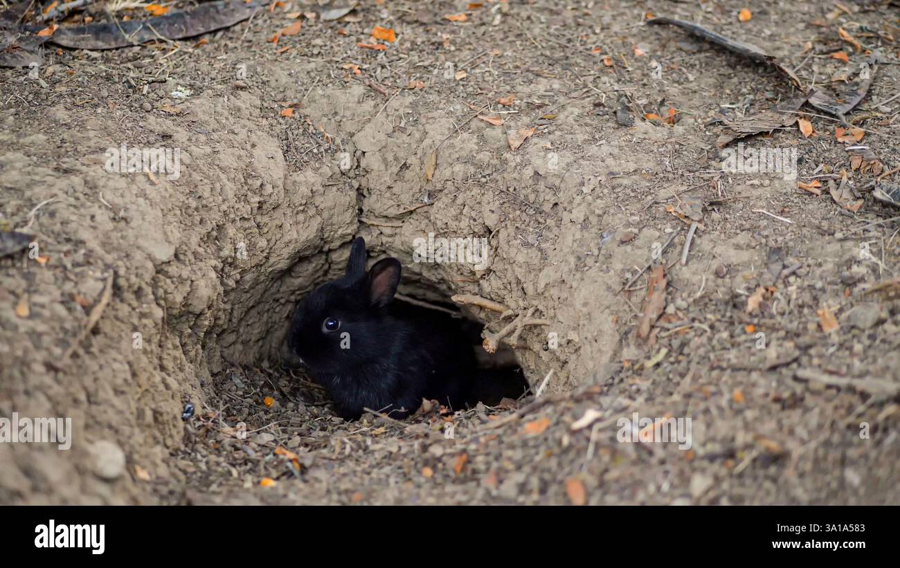 Burrow di coniglio nel terreno. Il buco nel sottosuolo è l'habitat naturale dei conigli. Foto Stock