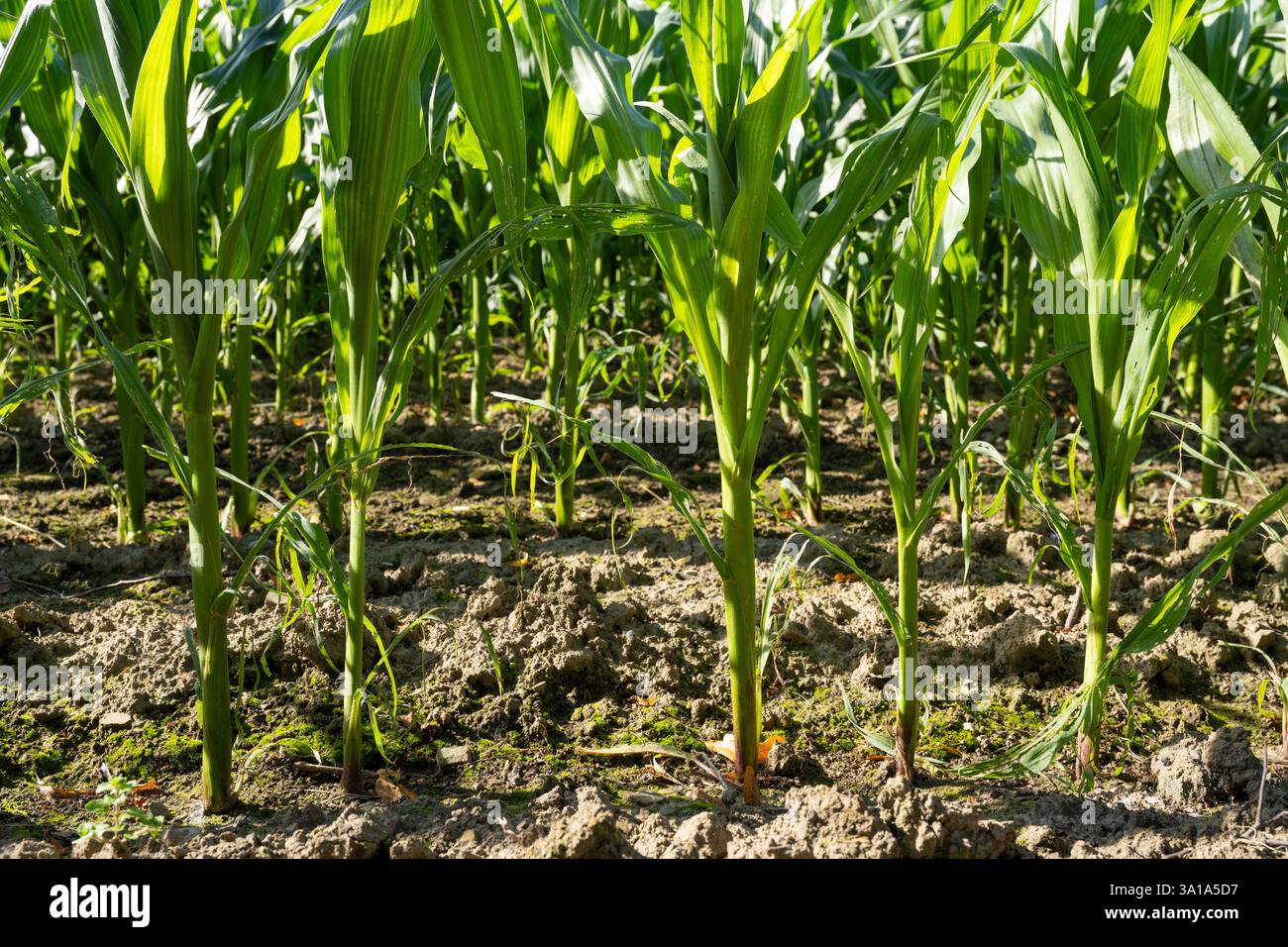 Germania, Renania settentrionale-Vestfalia, campo di granturco, piante giovani Foto Stock