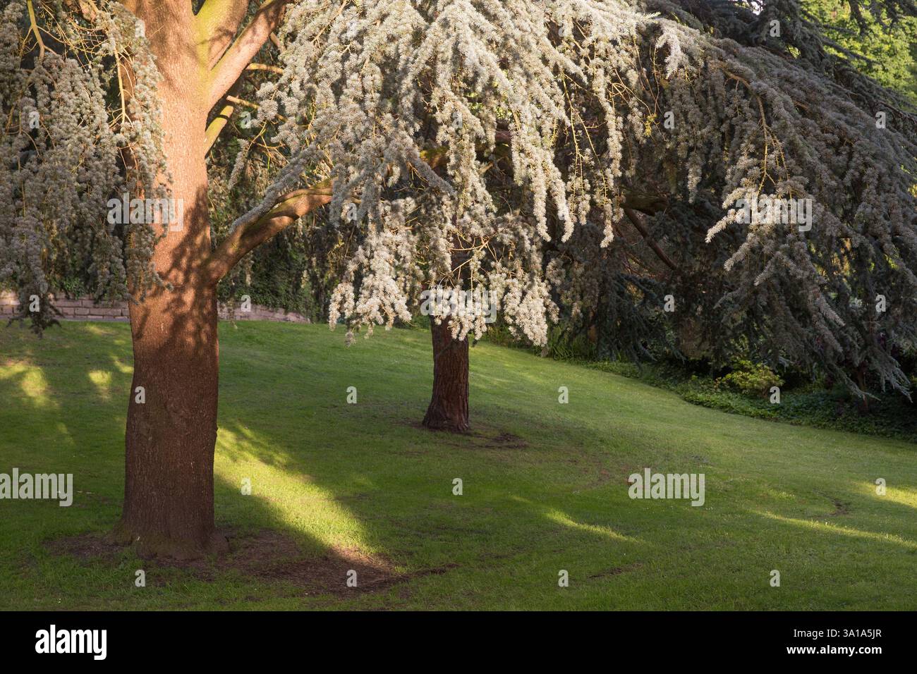 La luce del sole filtra tra tra alberi di cedro, Inghilterra. Foto Stock