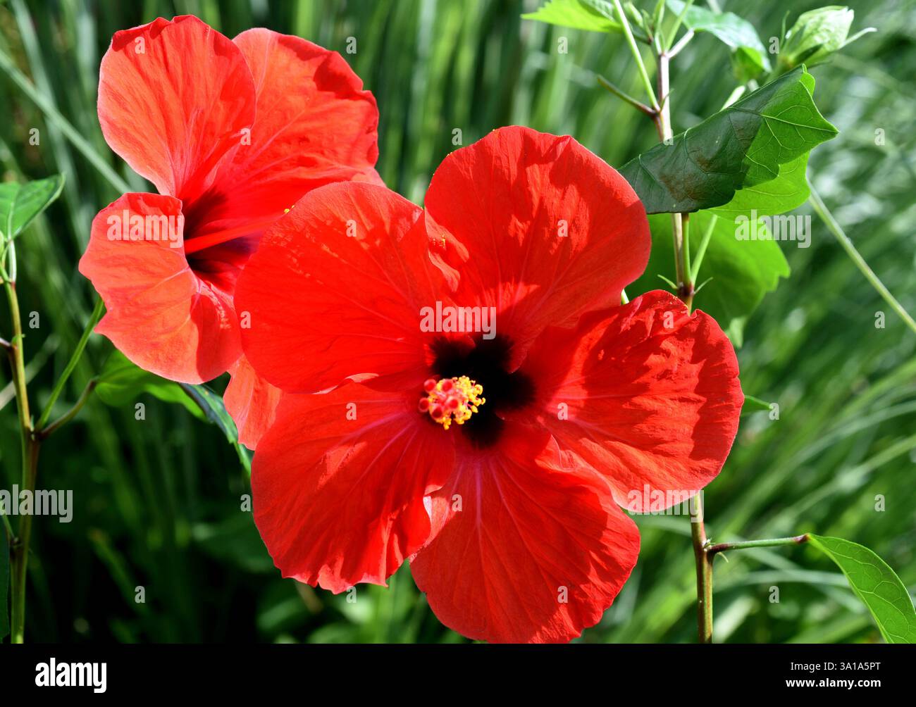 Hibiscus rosa-sinensis, chiamato anche rosmarino, è una pianta medicinale e una pianta molto ornamentale. Foto Stock