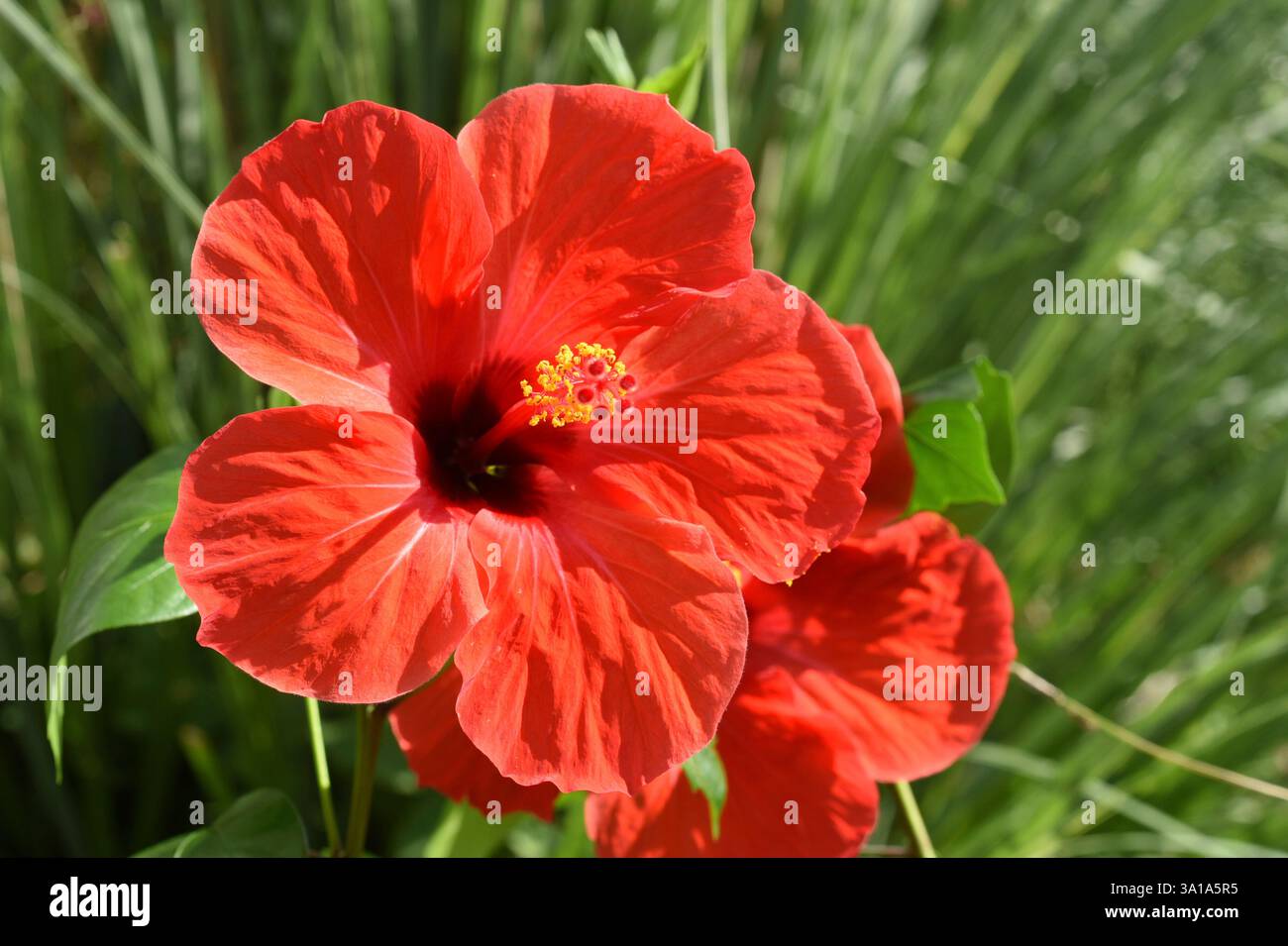 Hibiscus rosa-sinensis, chiamato anche rosmarino, è una pianta medicinale e una pianta molto ornamentale. Foto Stock