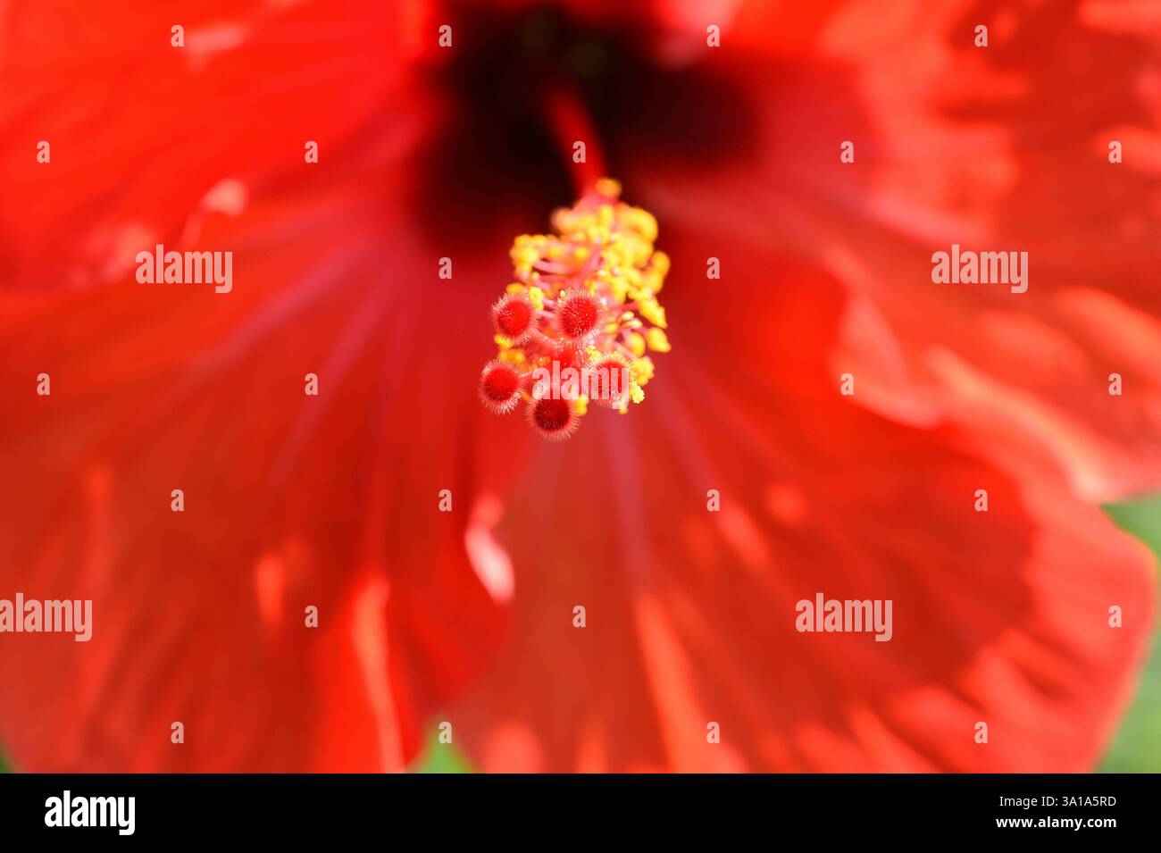 Hibiscus rosa-sinensis, chiamato anche rosmarino, è una pianta medicinale e una pianta molto ornamentale. Foto Stock