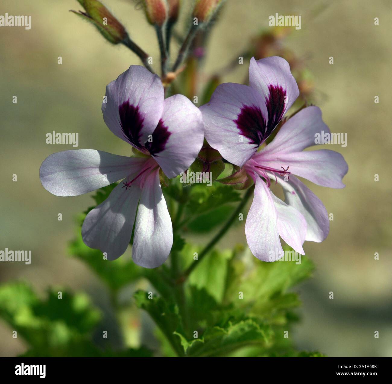 Pelargonium profumato, Pelargonium citronella è un pelargonium dalla crescita cespugliosa con steli legnosi e alcuni grandi e bei fiori. Foto Stock Pelargonium profumato, Pelargonium citronella è un pelargonium dalla crescita cespugliosa con steli legnosi e alcuni grandi e bei fiori. Foto Stock