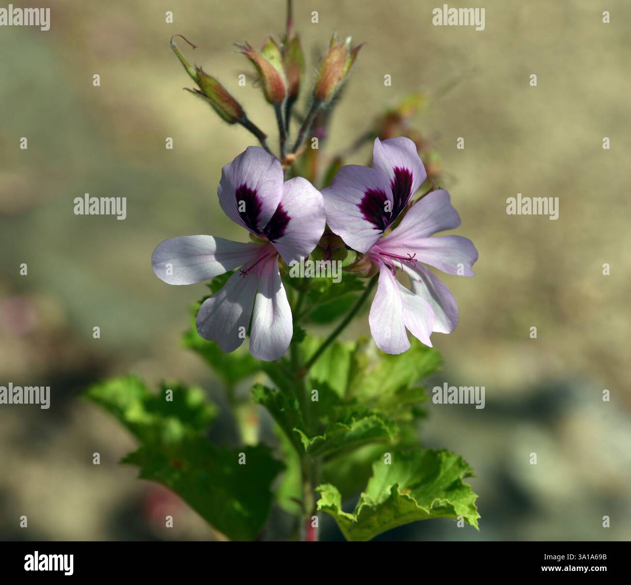 Pelargonium profumato, Pelargonium citronella è un pelargonium dalla crescita cespugliosa con steli legnosi e alcuni grandi e bei fiori. Foto Stock Pelargonium profumato, Pelargonium citronella è un pelargonium dalla crescita cespugliosa con steli legnosi e alcuni grandi e bei fiori. Foto Stock