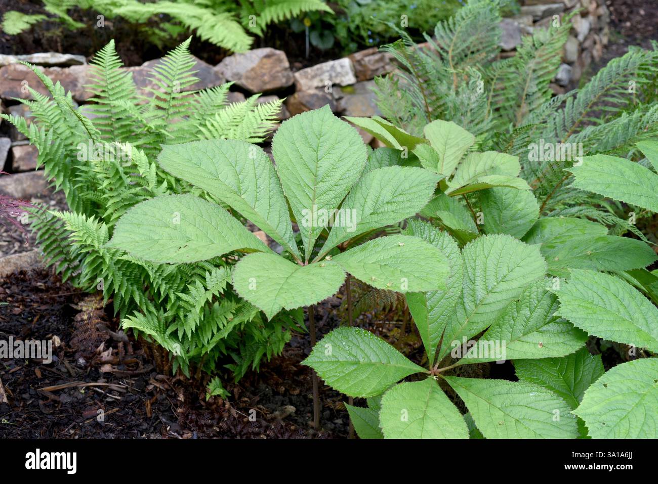 Foglie di castagno impreziosiscono il fogliame ornamentale e i graziosi fiori. Foto Stock