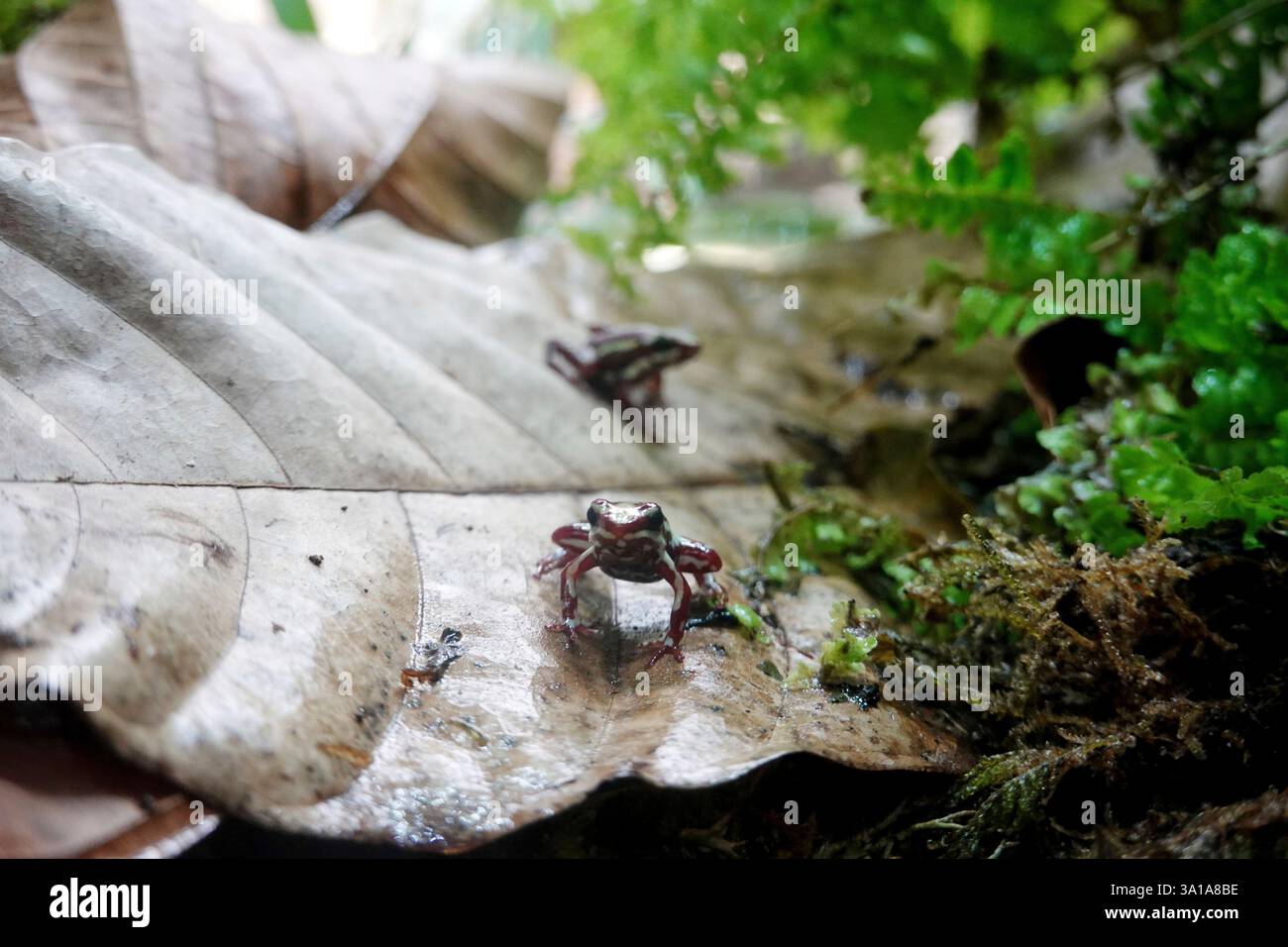 Woodcreeper a tre strisce (Epipedobates tricolor) Foto Stock