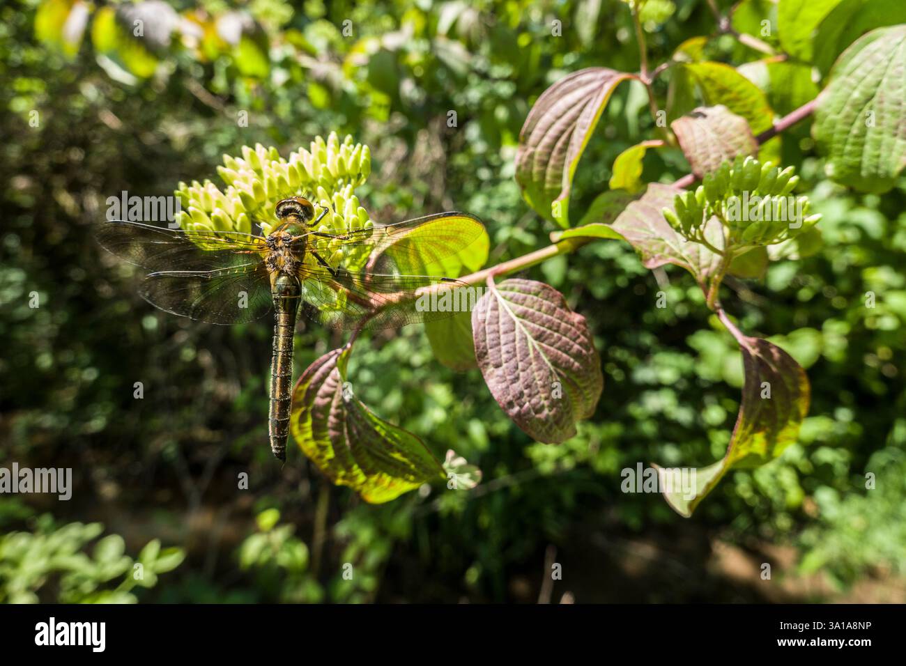 Libellula di Hawker o libellula di smeraldo comune (Cordulia aenea) nel giardino, Renania settentrionale-Vestfalia, Germania, Weilerswist Foto Stock