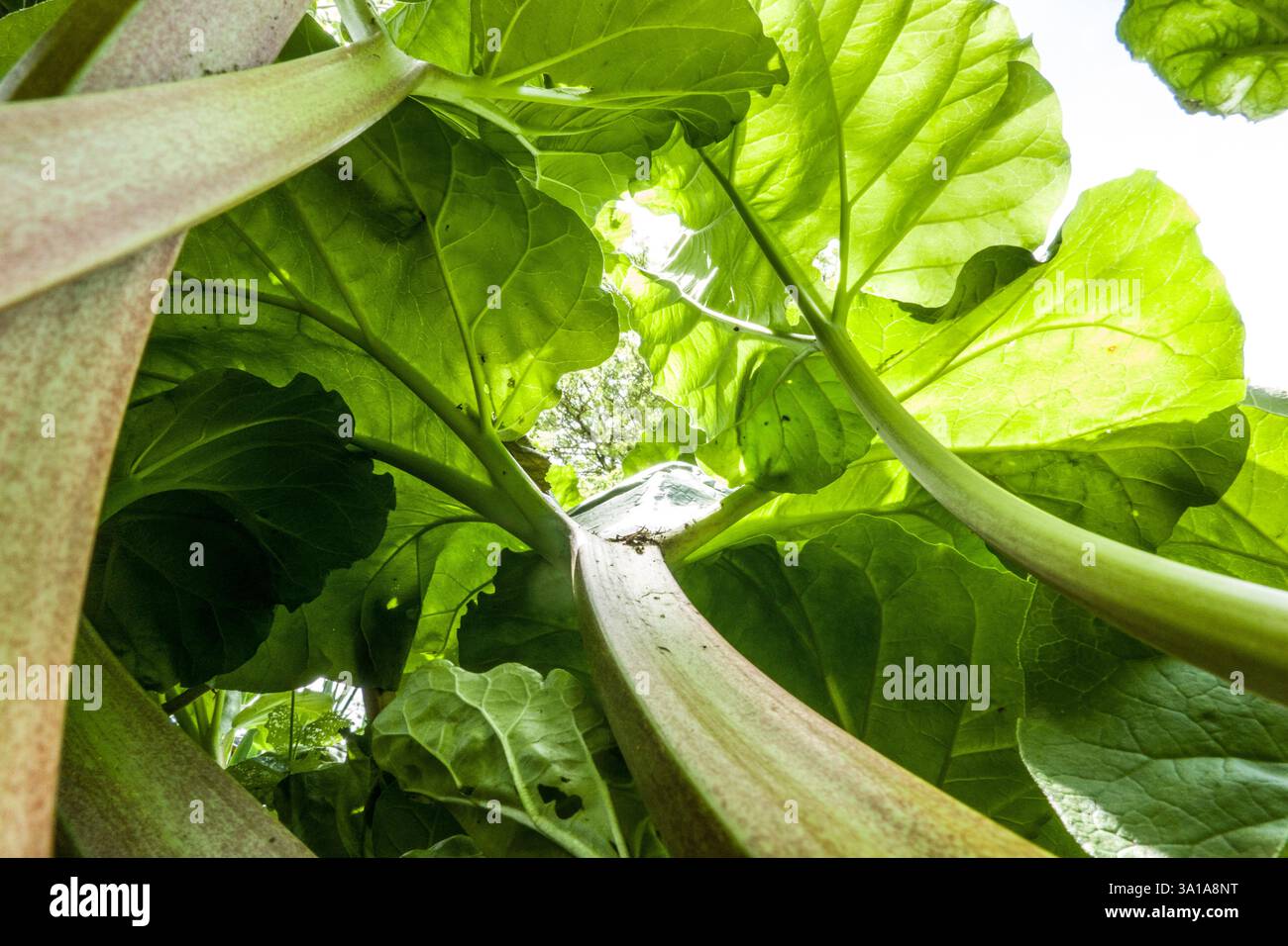 Rabarbaro comune (Rheum rhabarbarum) - vista dal basso Foto Stock