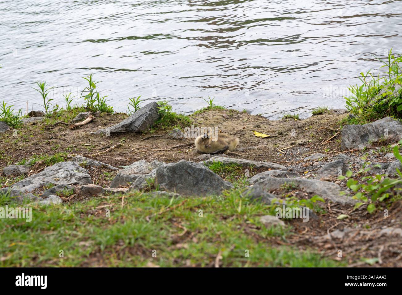 Pulcino del Canada oche ( Branta canadensis ) sulla riva di un fiume Foto Stock