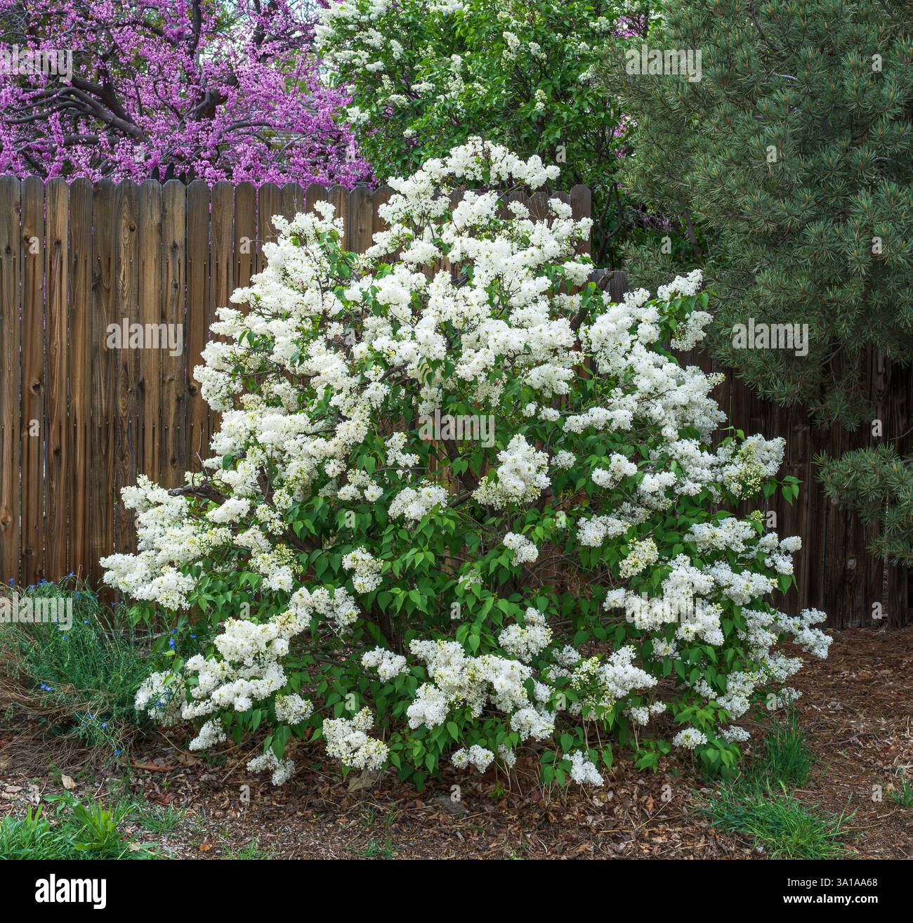Un comune cespuglio di lilla bianca (Syylan vulgaris) pieno di fiori profumati in fiore in un ambiente primaverile. Foto Stock