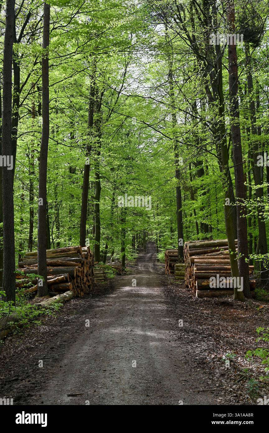 Pila di legna per stufe da fuoco in una foresta Foto Stock