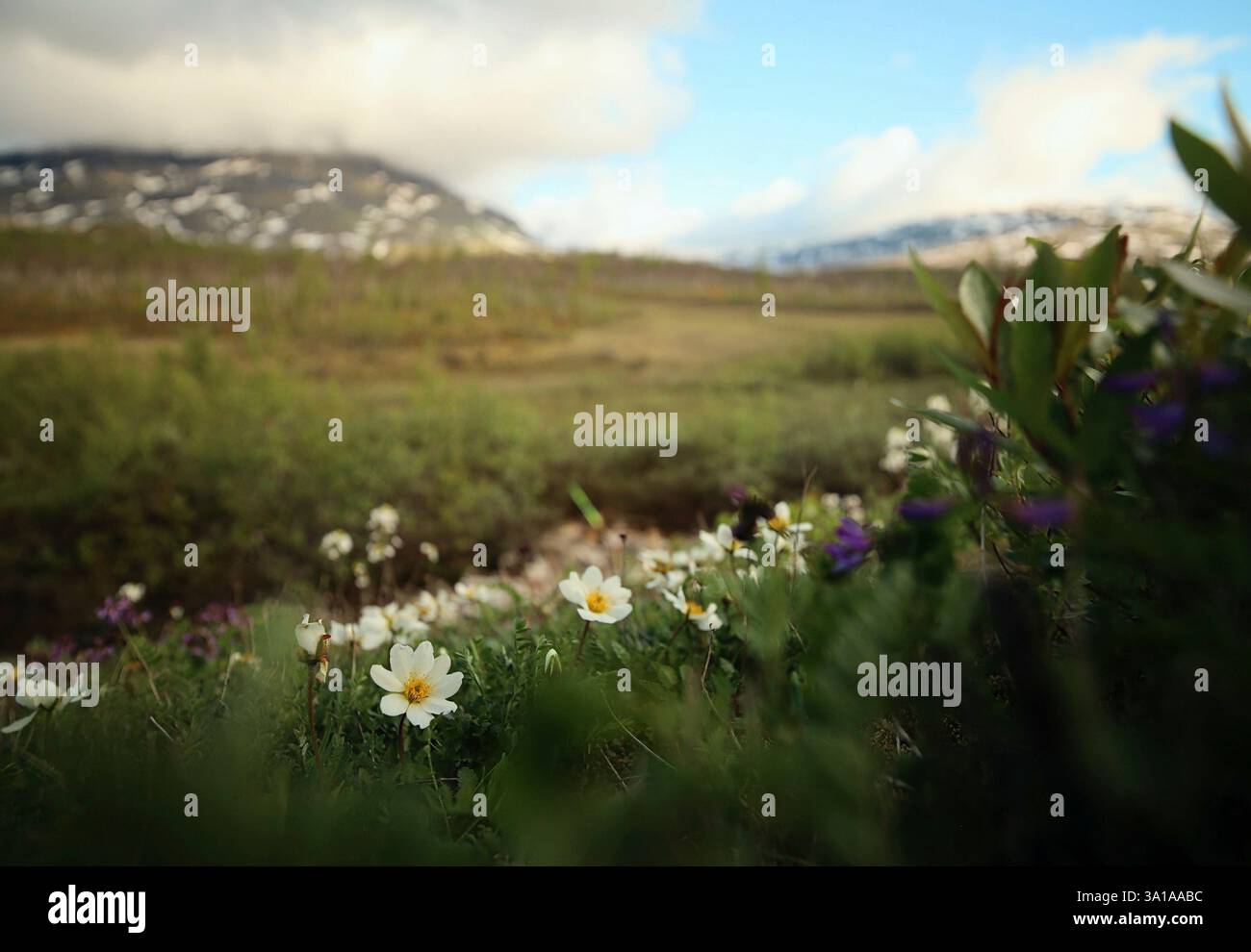 Prato fiorito nel paesaggio montano Foto Stock