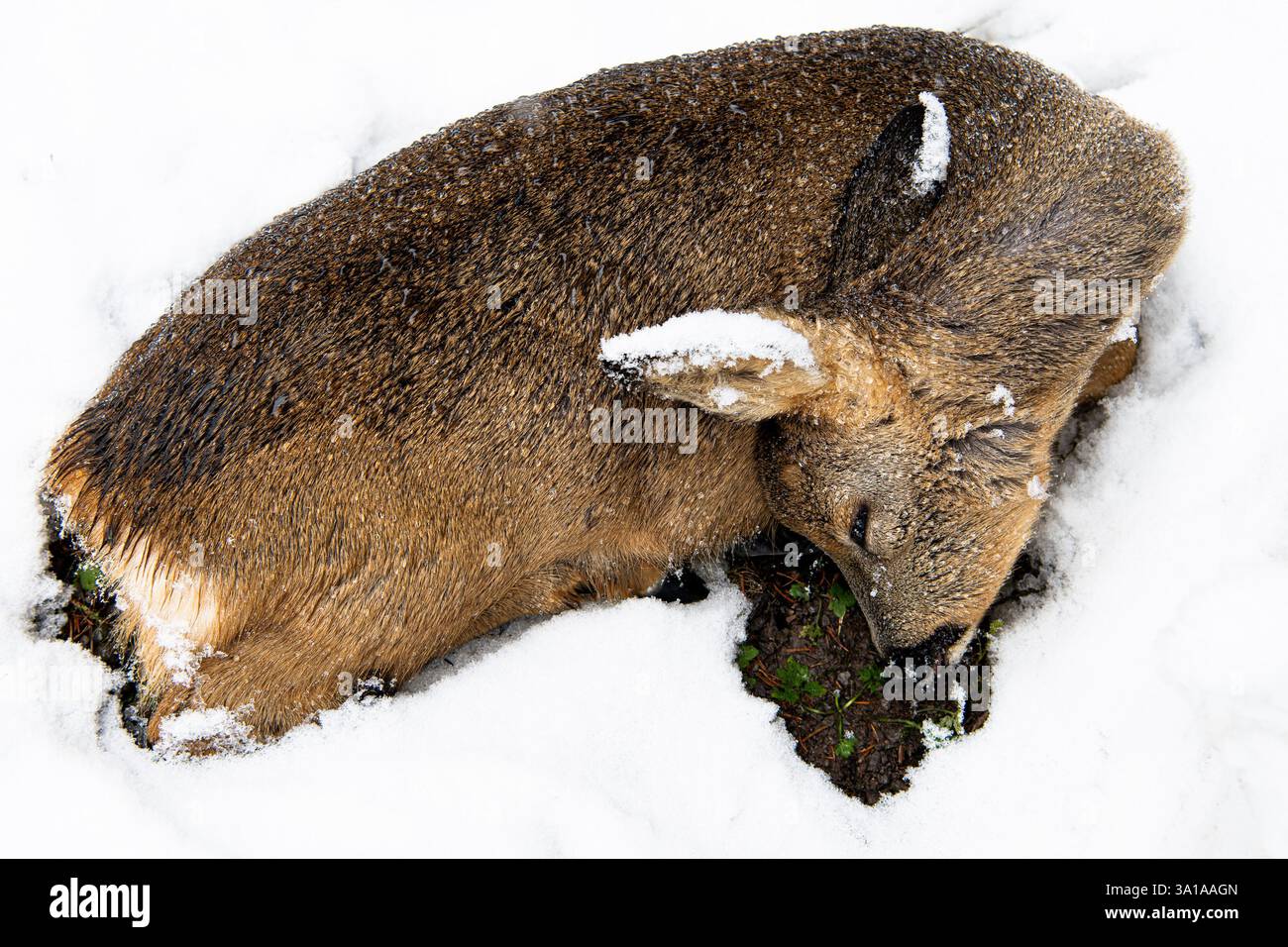Caccia alla preda - Un cervo da colpo Foto Stock Caccia alla preda - Un cervo da colpo Foto Stock