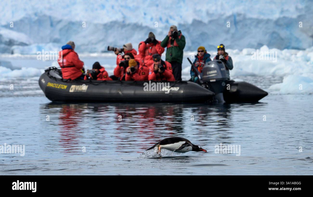 Pinguino di Gentoo nel porto di Neko sulla penisola Antartica. Foto Stock