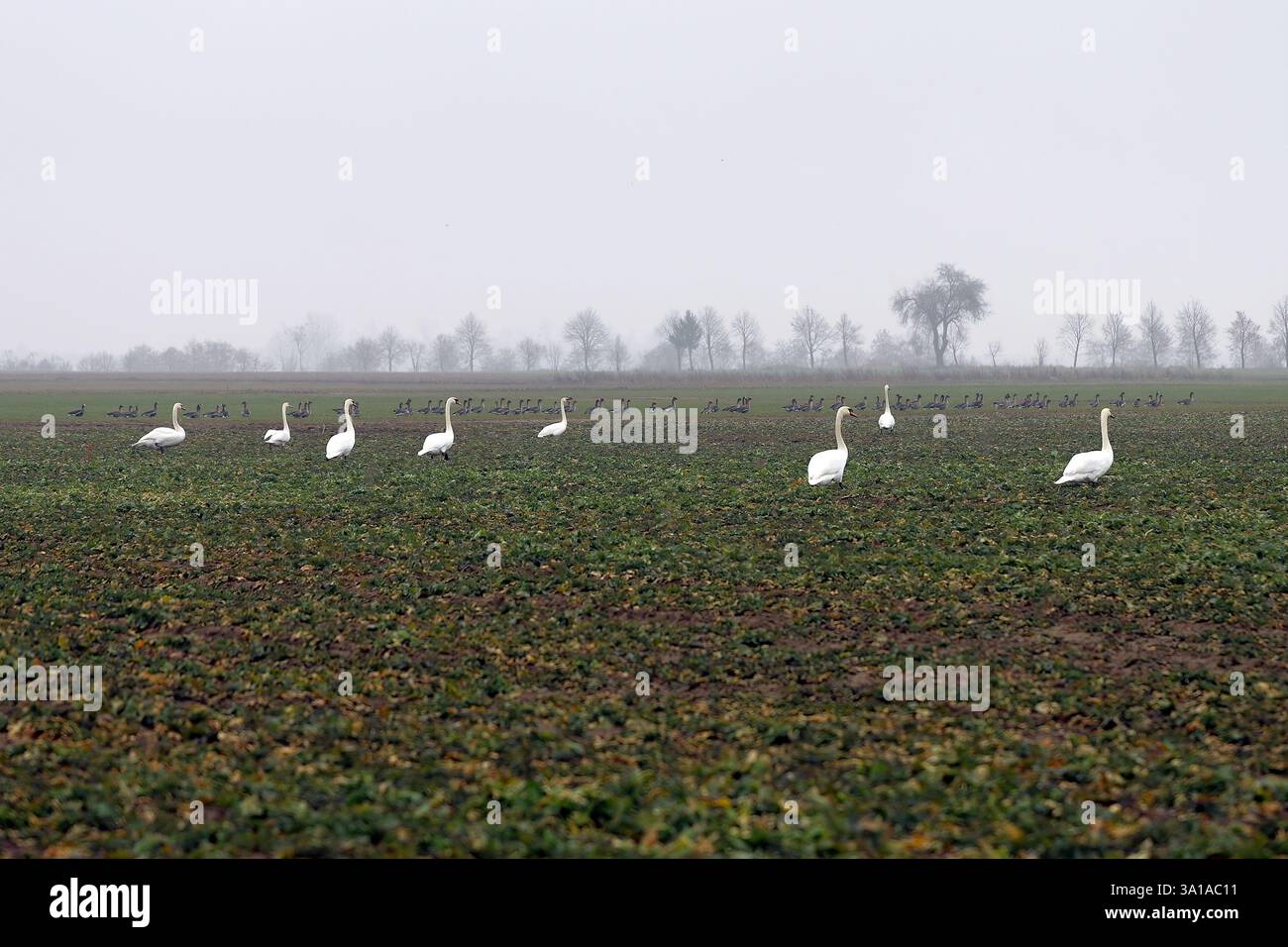 Cigni e oche nei campi coltivati in un giorno d'autunno nuvoloso. Il problema degli uccelli selvatici che distruggono le colture. Foto Stock
