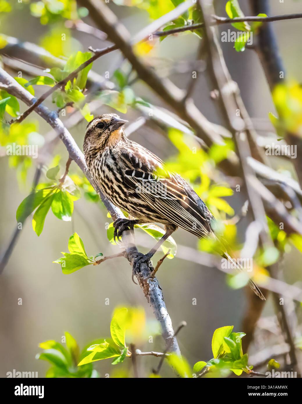 Un uccello con un piumaggio marrone macchiato e crema si trova su un ramo sottile circondato da foglie verdi vivaci. La luce solare filtra attraverso il fogliame, cre Foto Stock