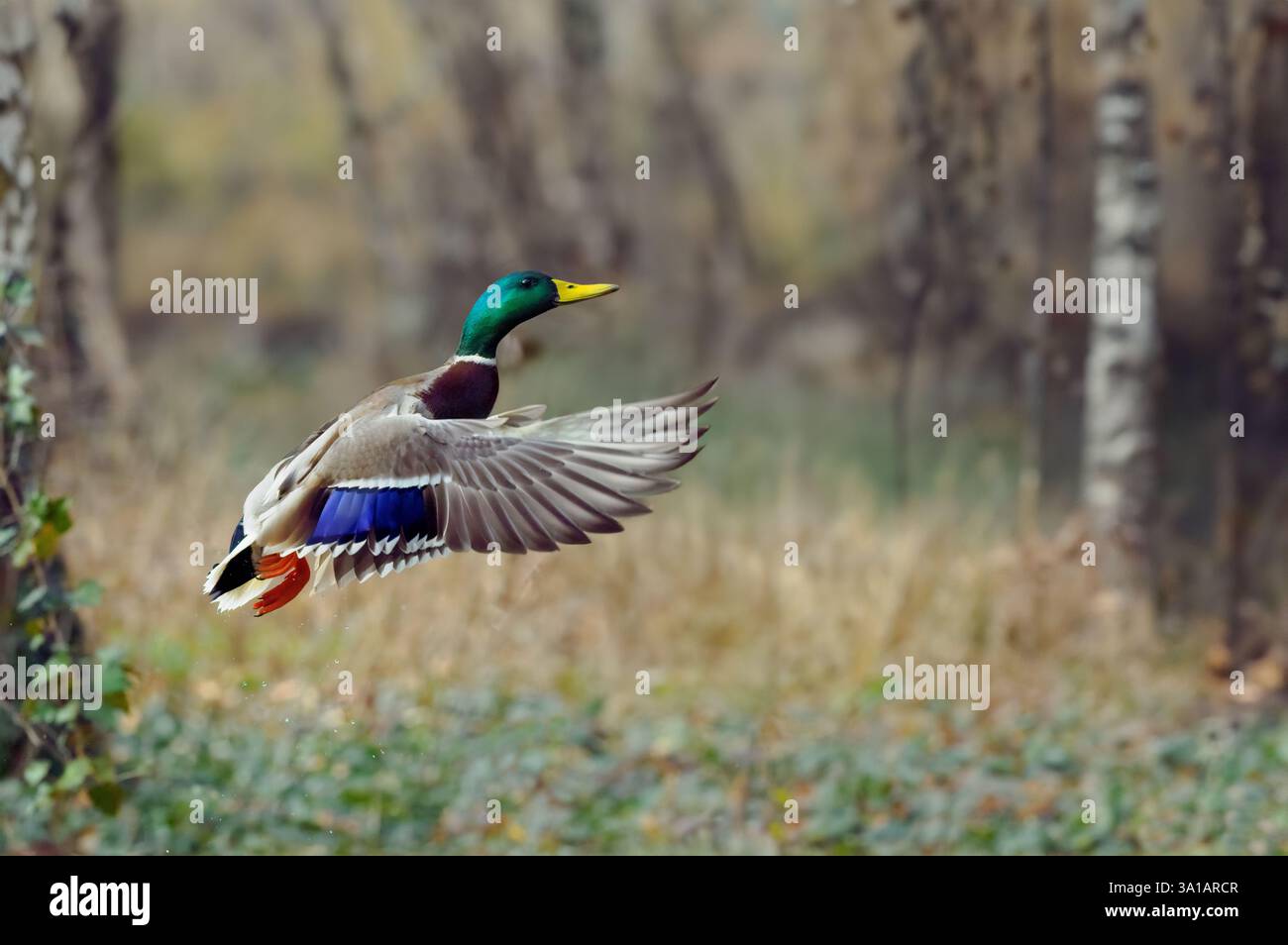 volare in un piccolo angolo con goccioline d'acqua sullo sfondo di una foresta sfocata Foto Stock