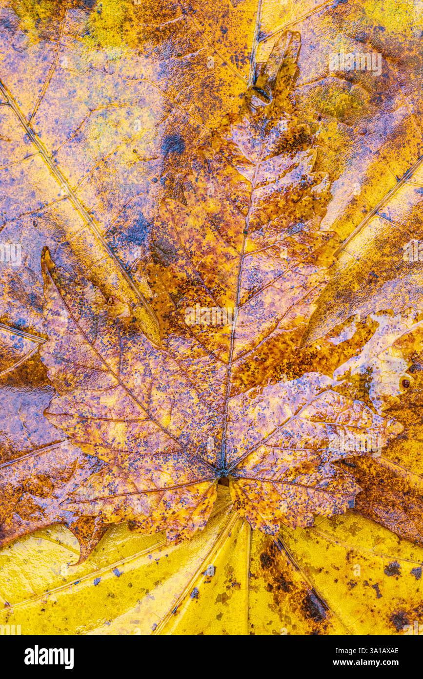 Sfondo naturale, foglia, colori autunnali Foto Stock