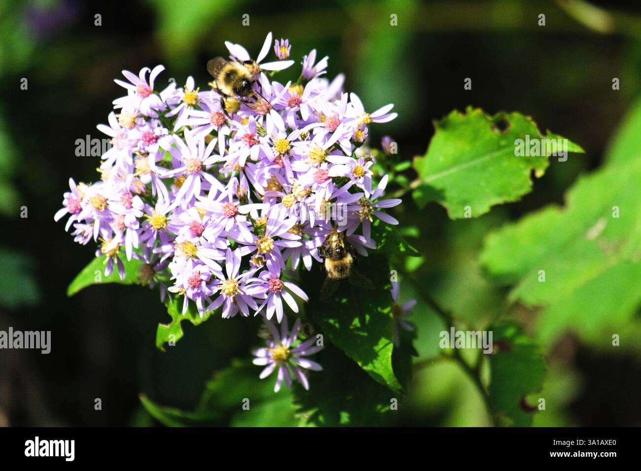 Aster Bloom e visitatori in movimento: Una scena estiva di delizia floreale Foto Stock