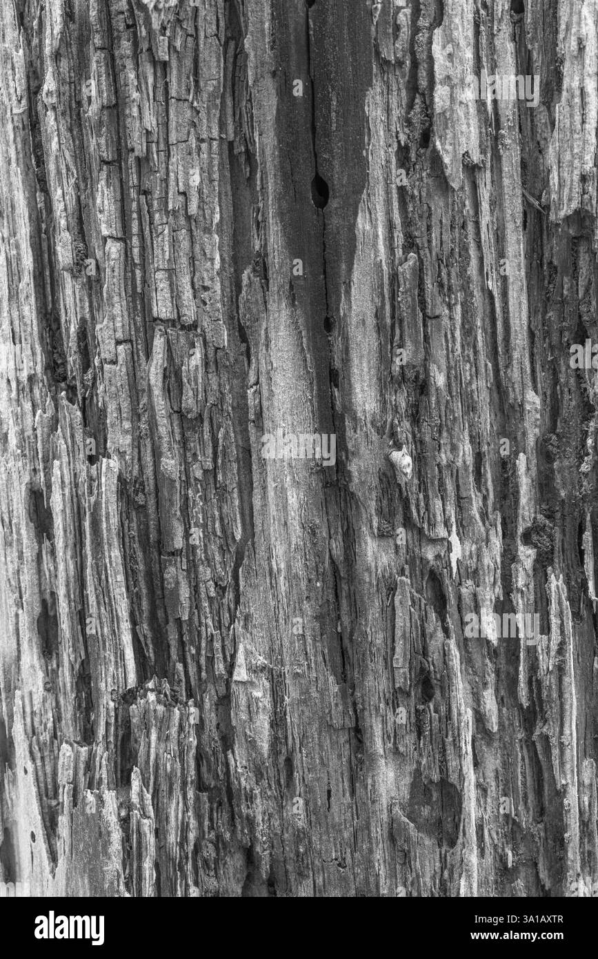 sfondo in legno resistente agli agenti atmosferici, primo piano, dettaglio Foto Stock