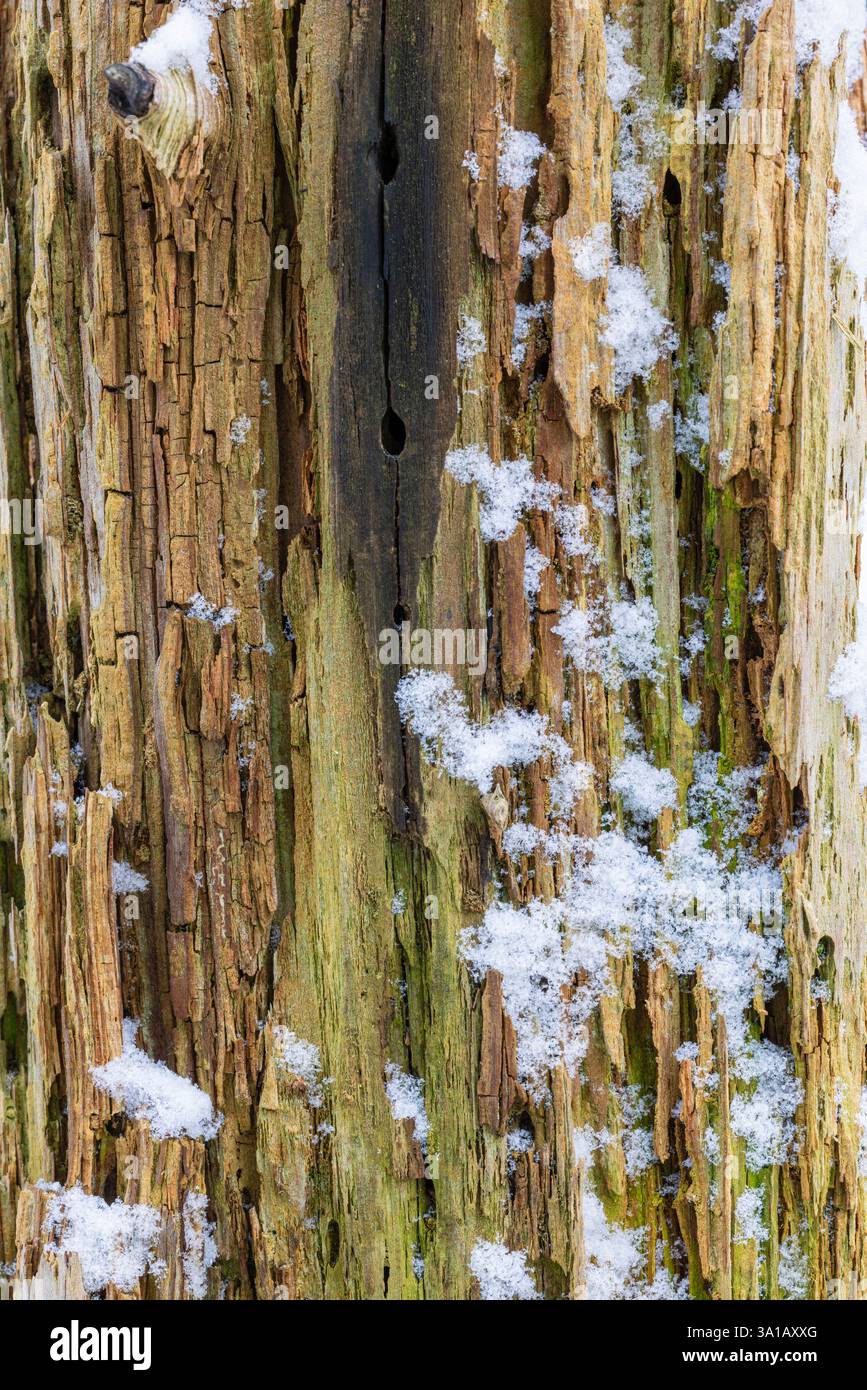 Superficie in legno intemprata, immagine di sfondo Foto Stock